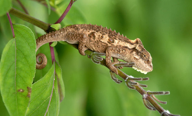 Natal dwarf chameleon